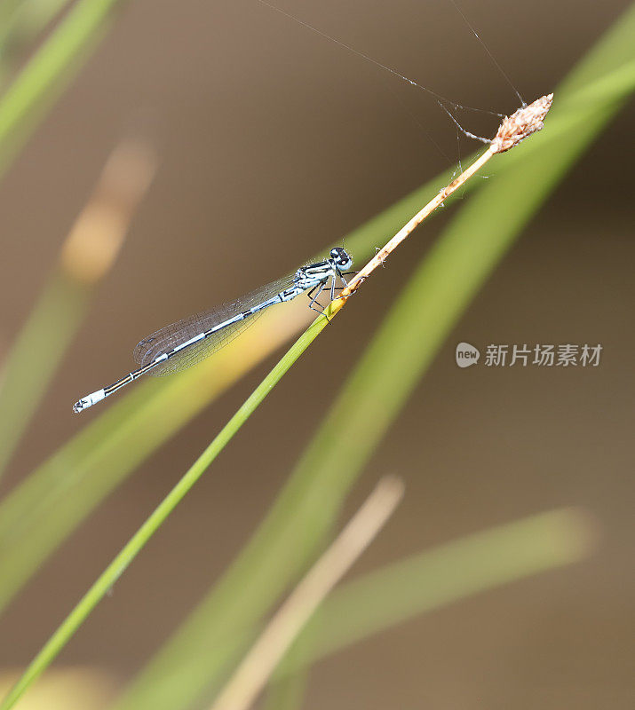 天蓝色(Coenagrion puella)雄性